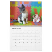 Was ist mit Bob Kitten (cat) Kalender? Kalender (Feb 2027)