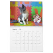 Was ist mit Bob Kitten (cat) Kalender? Kalender (Feb 2026)