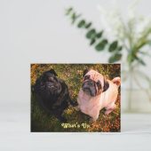 Was ist mit Mops-Hunden? Postkarte (Stehend Vorderseite)