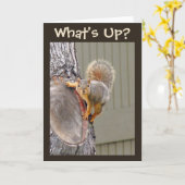 Was ist oben? Eichhörnchen-Foto Karte (Gelbe Blume)