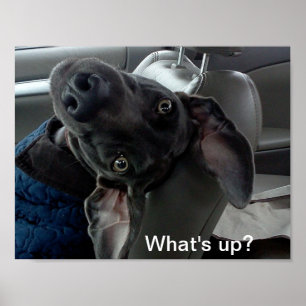 "Was ist oben?" Weimaraner Plakat