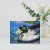 Was ist Quackin? Postkarte (Stehend Vorderseite)