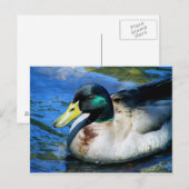 Was ist Quackin? Postkarte (Vorne/Hinten)
