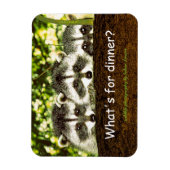 Was ist zum Abendessen? Raccoon Kühlschrank Magnet (Vertikal)