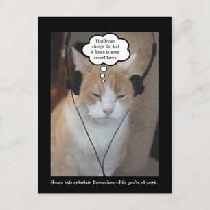 Was machen Hauskatzen den ganzen Tag? Postkarte