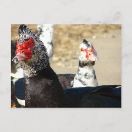 "Was macht das?" Postkarte