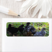 Was oben ist - Huhn-Hintern (Insitu)