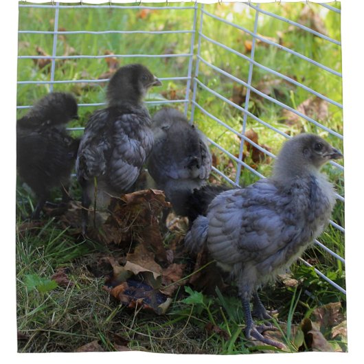 Was oben ist - Huhn-Hintern Duschvorhang (Vorderseite)