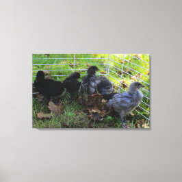 Was oben ist - Huhn-Hintern Leinwanddruck