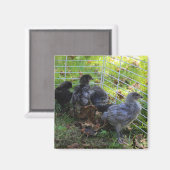 Was oben ist - Huhn-Hintern Magnet (Vorderseite/Rückseite)