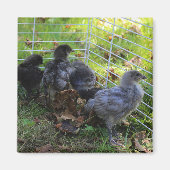 Was oben ist - Huhn-Hintern Magnet (Vorne)