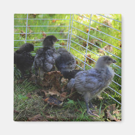 Was oben ist - Huhn-Hintern Magnet