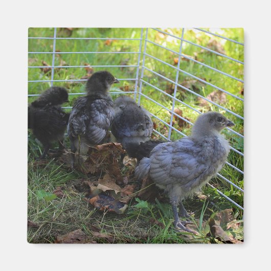 Was oben ist - Huhn-Hintern Magnet (Vorne)