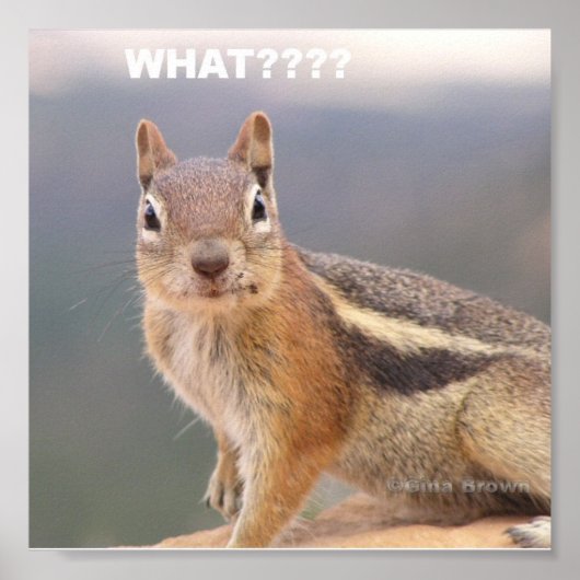 Was?? Poster (Vorne)