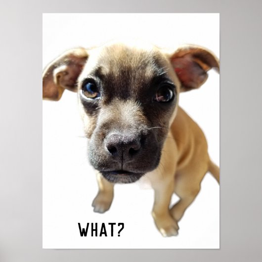 Was sagt Chihuahua Mops Niedlich Adorable Wertvoll Poster (Vorne)