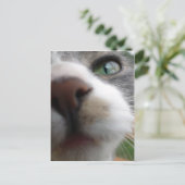 Was schaust du dir an? Katze Postkarte (Stehend Vorderseite)