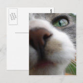 Was schaust du dir an? Katze Postkarte (Vorne/Hinten)