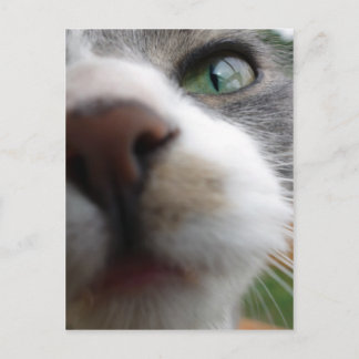 Was schaust du dir an? Katze Postkarte
