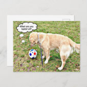 Was siehst du auf die goldene Angesicht? Postkarte (Vorne/Hinten)