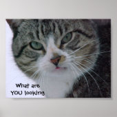 Was siehst du dir an?!!! poster (Vorne)