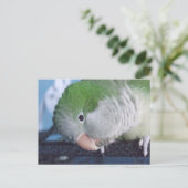 Was soll das? Quaker Parakeet Postkarte (Stehend Vorderseite)