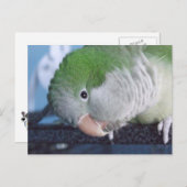 Was soll das? Quaker Parakeet Postkarte (Vorne/Hinten)