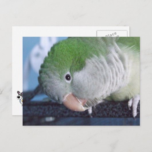 Was soll das? Quaker Parakeet Postkarte (Vorne/Hinten)