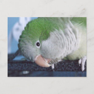 Was soll das? Quaker Parakeet Postkarte