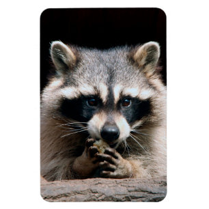 Waschbär 004 magnet