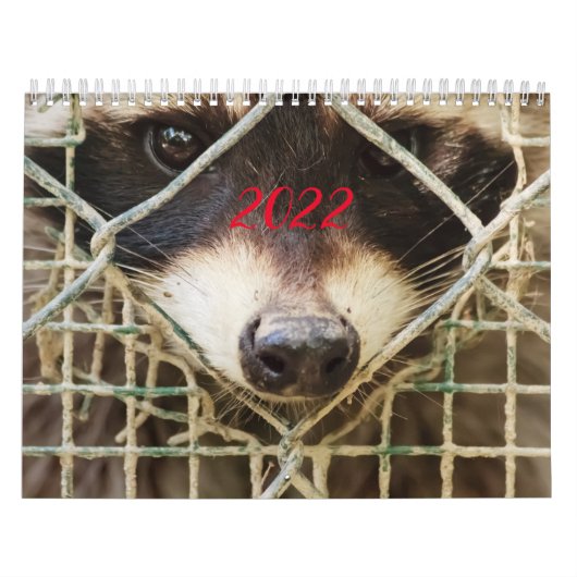 Waschbär auf Kalender (Titelbild)