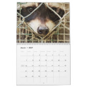 Waschbär auf Kalender (Mär 2027)