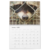 Waschbär auf Kalender (Jan 2027)