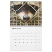 Waschbär auf Kalender (Feb 2027)