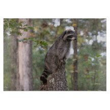 Waschbär auf Stumpf-Schneidebrett