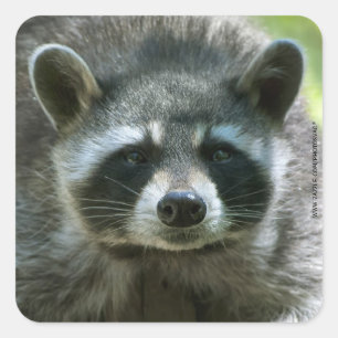 Waschbär-Aufkleber Quadratischer Aufkleber