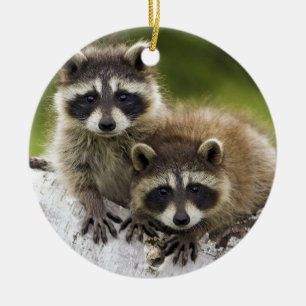Waschbär-Babys Keramikornament