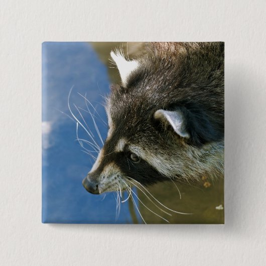 Waschbär Button (Vorderseite)