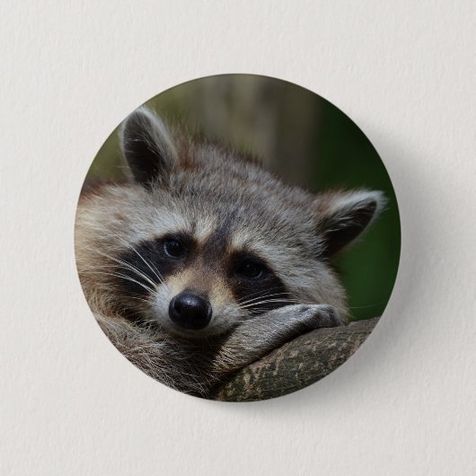 Waschbär Button (Vorderseite)