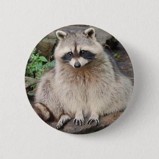 Waschbär Button (Vorderseite)