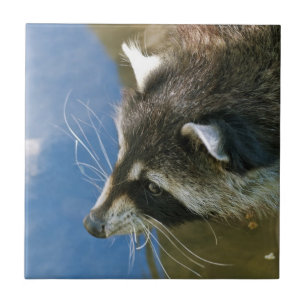 Waschbär Fliese