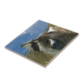 Waschbär Fliese (Seite)