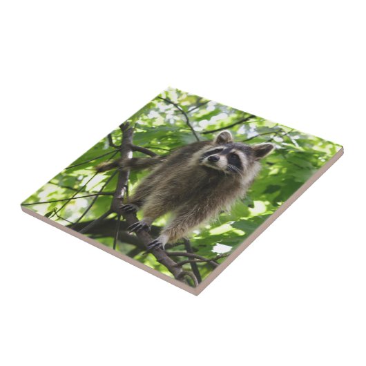 Waschbär Fliese (Seite)