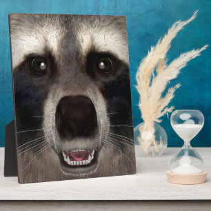 Waschbär Fotoplatte