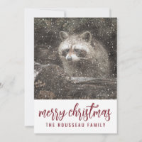 Waschbär im Winter Schnee Weihnachtsfeiertag