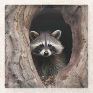 Waschbär in Baummulde  Glasuntersetzer