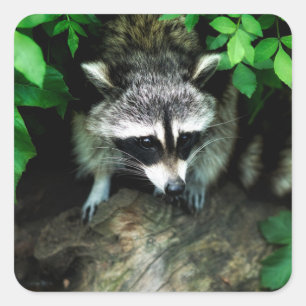 Waschbär in den Waldnatur-glatten Aufklebern Quadratischer Aufkleber