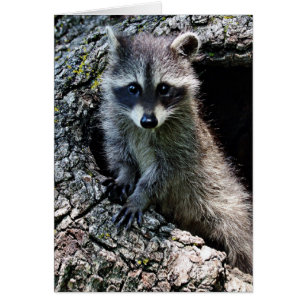 Waschbär in der Höhle