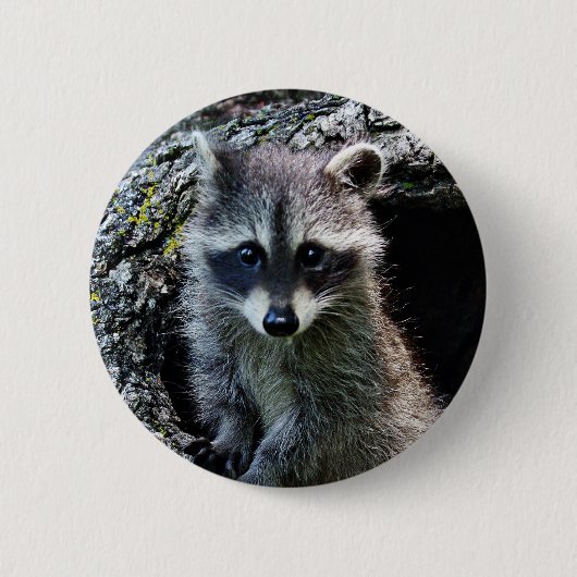 Waschbär in der Höhle Button (Vorderseite)