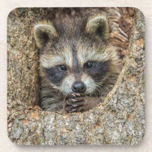 Waschbär in einer Baumhöhle geschmiegt Getränkeuntersetzer