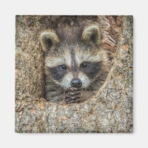 Waschbär in einer Baumhöhle geschmiegt Magnet